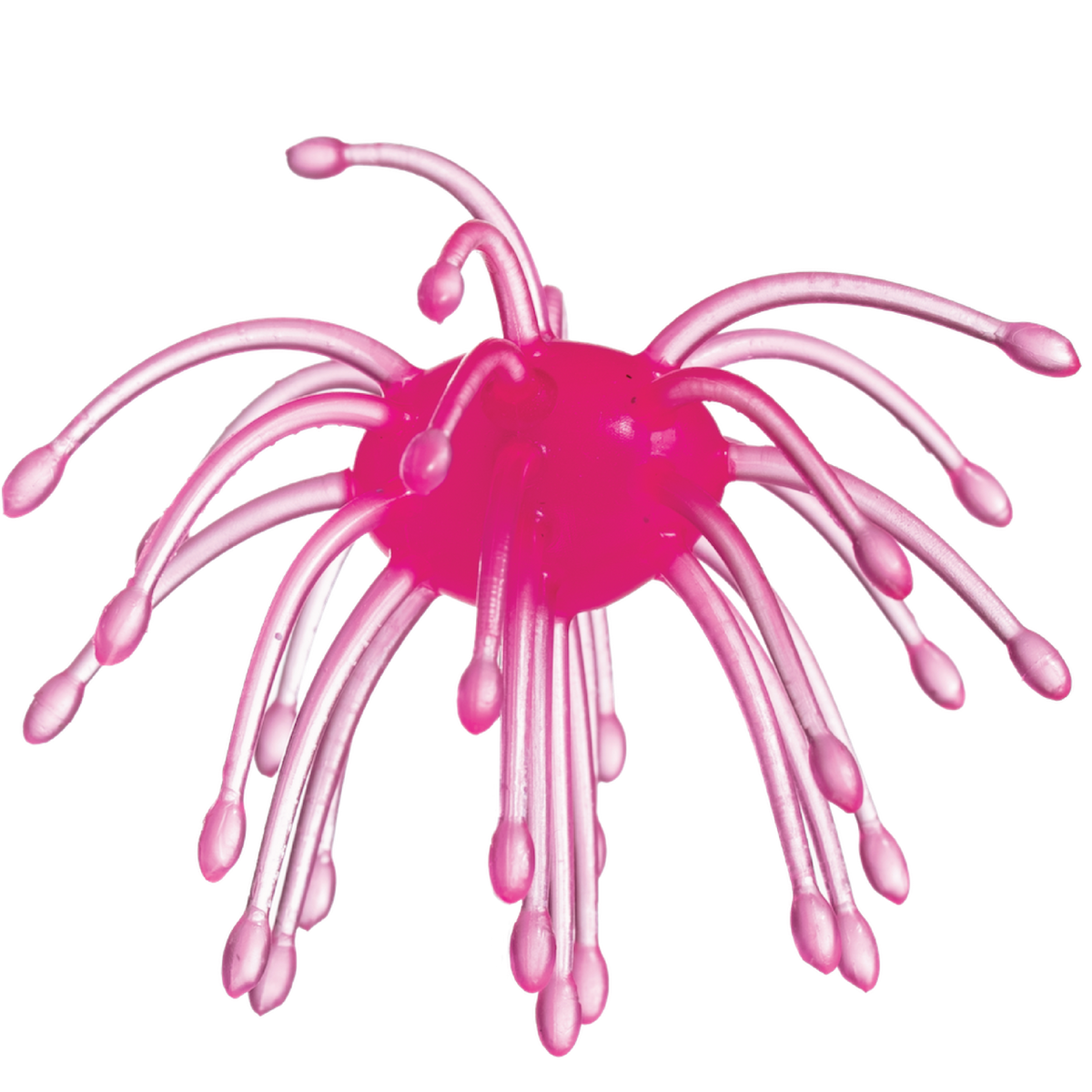 G-Ratt Webber – 16mm Urchin Bait (2-Pack)